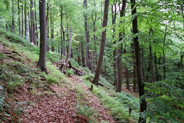 Žacléř, Bobr, 3.6.2003
Rýchory, Boberská stráň.
Schlüsselwörter: Žacléř Bobr Rýchory Boberská stráň