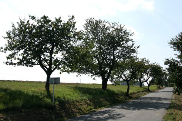 Zádolí, 18.9.2009
Třešně na okraji obce.
Klíčová slova: Zádolí Anthaxia candens