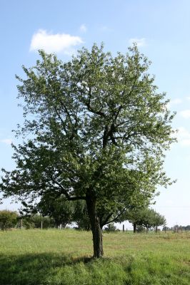 Zádolí, 18.9.2009
Třešeň na okraji obce.
Klíčová slova: Zádolí Anthaxia candens