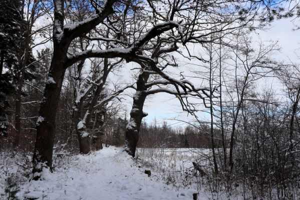 Lukavice, 13.1.2021
Výsonín, rybník Zaháj.
Klíčová slova: Lukavice Výsonín rybník Zaháj