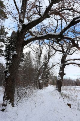 Lukavice, 13.1.2021
Výsonín, rybník Zaháj.
Schlüsselwörter: Lukavice Výsonín rybník Zaháj