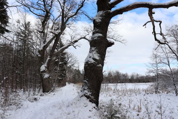 Lukavice, 13.1.2021
Výsonín, rybník Zaháj.
Schlüsselwörter: Lukavice Výsonín rybník Zaháj