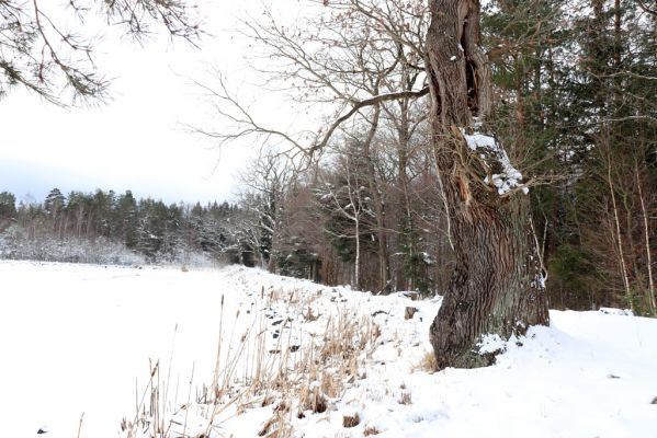 Lukavice, 13.1.2021
Výsonín, rybník Zaháj.
Klíčová slova: Lukavice Výsonín rybník Zaháj