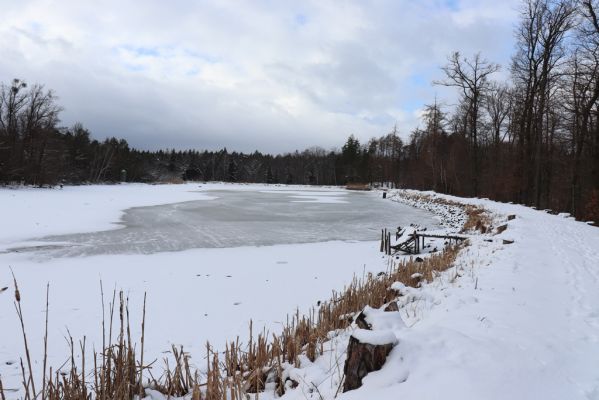 Lukavice, 13.1.2021
Výsonín, rybník Zaháj.
Klíčová slova: Lukavice Výsonín rybník Zaháj