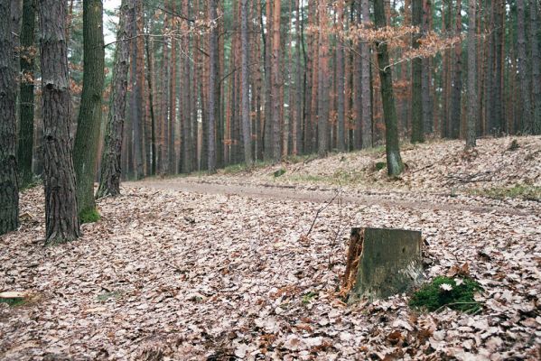 Zaječice, 5.4.2004
Studená Voda. Pařez borovice - biotop kovaříků Ampedus sanguineus.



Klíčová slova: Zaječice Studená Voda Ampedus sanguineus