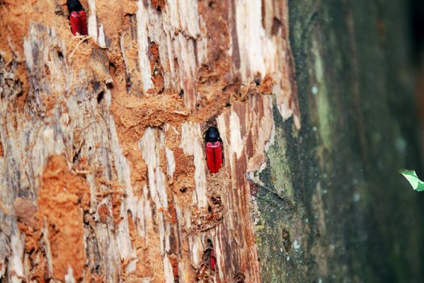 Zaječice, 5.4.2004
Studená Voda. Pařez borovice osídlený kovaříky Ampedus sanguineus.


Klíčová slova: Zaječice Studená Voda Ampedus sanguineus