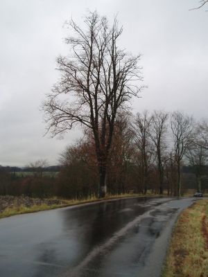 Žamberk, 2.11.2010
Lípa napadená krasci lipovými v lipové aleji mezi Žamberkem a Kunvaldem. Imaga zde pozoroval Petr Čížek v letech 2008, 2009 a 2010.
Mots-clés: Žamberk Kunvald Lamprodila rutilans krasec lipový