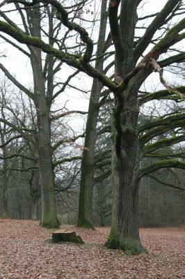 Žamberk, 5.12.2015
Zámecký park.



Schlüsselwörter: Žamberk zámecký park