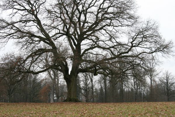 Žamberk, 5.12.2015
Zámecký park.



Klíčová slova: Žamberk zámecký park