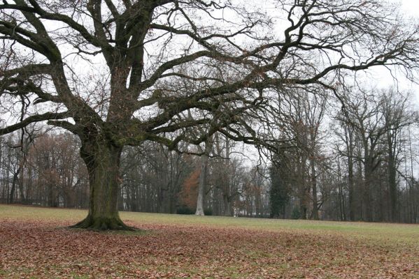 Žamberk, 5.12.2015
Zámecký park.



Klíčová slova: Žamberk zámecký park