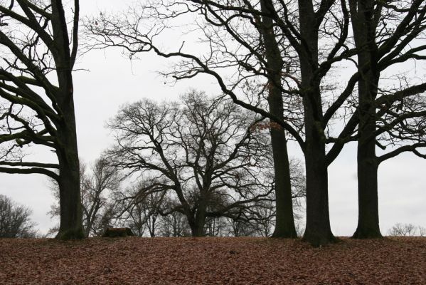 Žamberk, 5.12.2015
Zámecký park.



Klíčová slova: Žamberk zámecký park