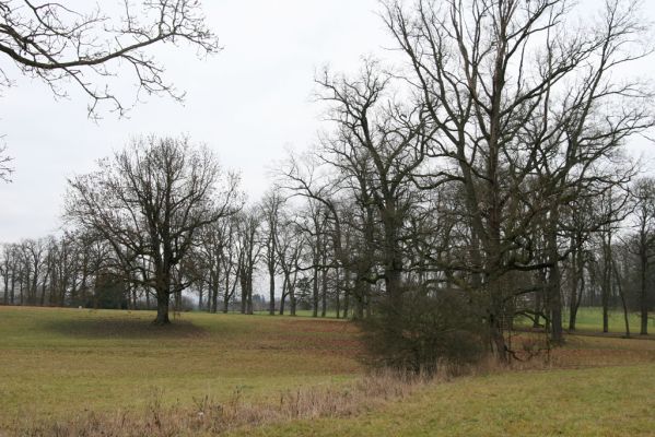 Žamberk, 5.12.2015
Zámecký park.



Keywords: Žamberk zámecký park