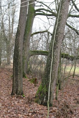 Žamberk, 5.12.2015
Zámecký park.



Keywords: Žamberk zámecký park Ampedus nigrinus