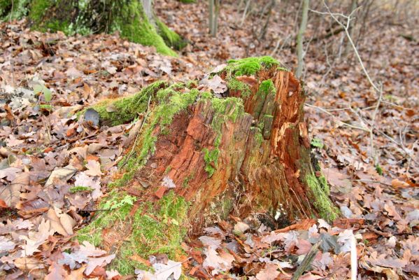 Žamberk, 5.12.2015
Zámecký park. Trouchnivý pařez smrku - biotop kovaříka Ampedus nigrinus.



Klíčová slova: Žamberk zámecký park Ampedus nigrinus