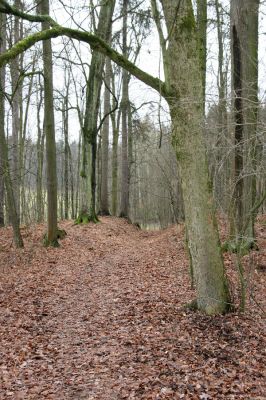 Žamberk, 5.12.2015
Zámecký park.


Klíčová slova: Žamberk zámecký park