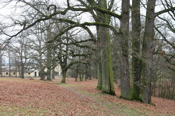 Žamberk, 5.12.2015
Zámecký park.



Klíčová slova: Žamberk zámecký park