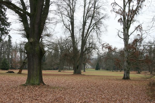 Žamberk, 5.12.2015
Zámecký park.



Klíčová slova: Žamberk zámecký park