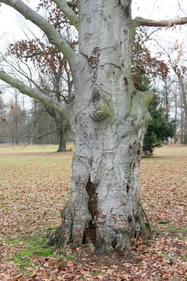 Žamberk, 5.12.2015
Zámecký park.



Klíčová slova: Žamberk zámecký park