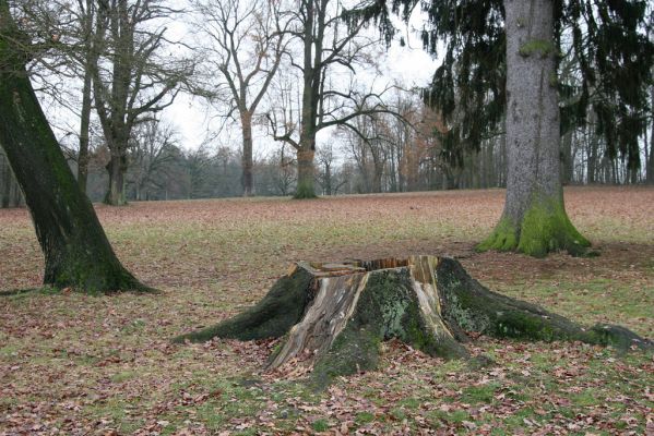 Žamberk, 5.12.2015
Zámecký park.



Klíčová slova: Žamberk zámecký park