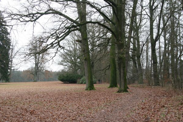 Žamberk, 5.12.2015
Zámecký park.



Schlüsselwörter: Žamberk zámecký park