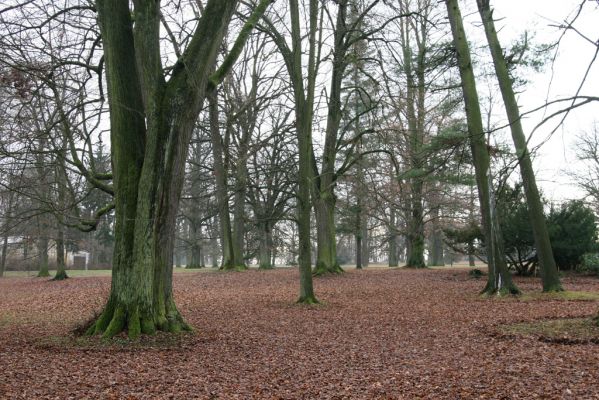 Žamberk, 5.12.2015
Zámecký park.



Mots-clés: Žamberk zámecký park