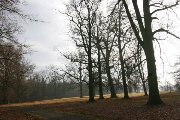 Žamberk, 5.12.2015
Zámecký park.



Klíčová slova: Žamberk zámecký park