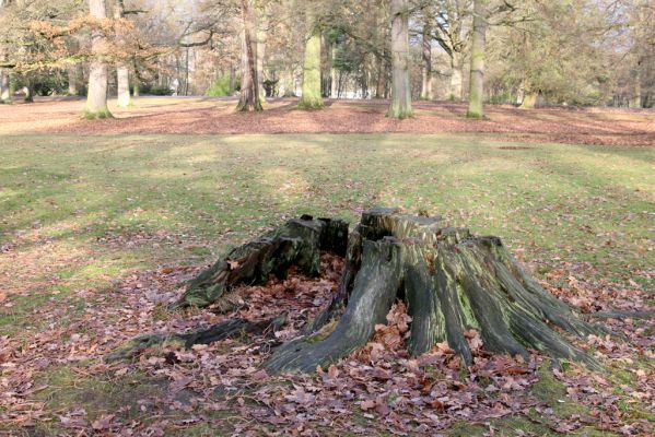 Žamberk, 5.12.2015
Zámecký park.



Klíčová slova: Žamberk zámecký park