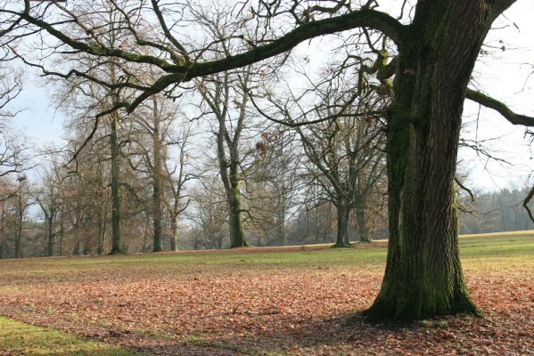 Žamberk, 5.12.2015
Zámecký park.


Klíčová slova: Žamberk zámecký park