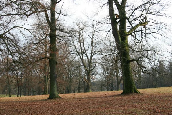 Žamberk, 5.12.2015
Zámecký park.



Keywords: Žamberk zámecký park