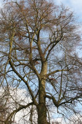 Žamberk, 5.12.2015
Zámecký park.


Klíčová slova: Žamberk zámecký park