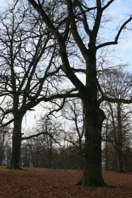 Žamberk, 5.12.2015
Zámecký park.



Klíčová slova: Žamberk zámecký park