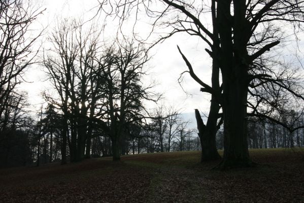 Žamberk, 5.12.2015
Zámecký park.


Klíčová slova: Žamberk zámecký park