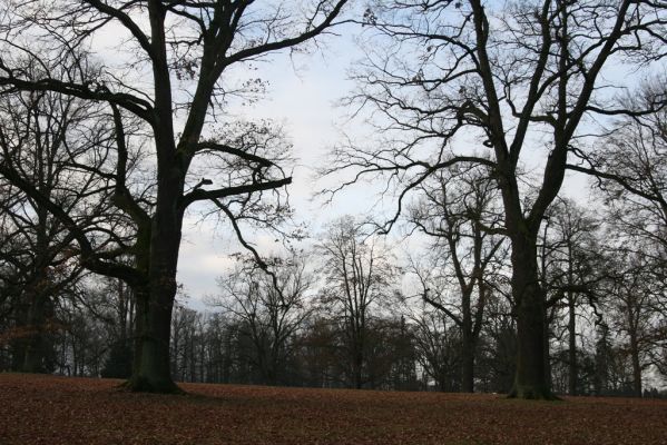 Žamberk, 5.12.2015
Zámecký park.



Klíčová slova: Žamberk zámecký park