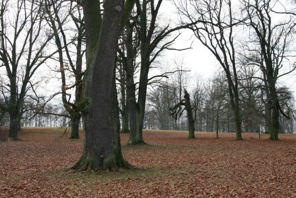 Žamberk, 5.12.2015
Zámecký park.



Klíčová slova: Žamberk zámecký park
