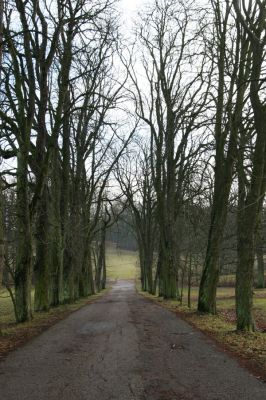 Žamberk, 5.12.2015
Zámecký park. Jírovcová alej u cesty k Lukavici.



Keywords: Žamberk zámecký park jírovcová alej k Lukavici