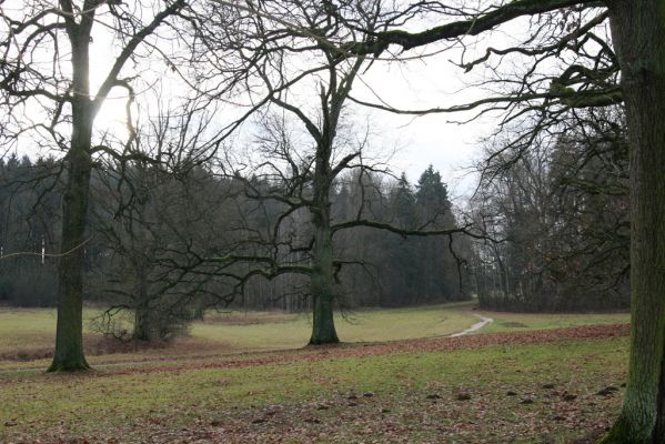 Žamberk, 5.12.2015
Zámecký park.



Klíčová slova: Žamberk zámecký park