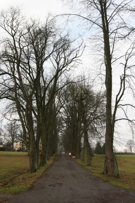 Žamberk, 5.12.2015
Zámecký park, jírovcová alej u cesty k Lukavici.


Schlüsselwörter: Žamberk zámecký park jírovcová alej u cesty k Lukavici