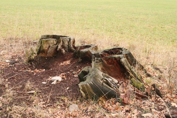 Žamberk, 5.12.2015
Trouchnivý pařez dubu v sedle u cesty z parku k Lukavici.
Klíčová slova: Žamberk Ampedus pomorum