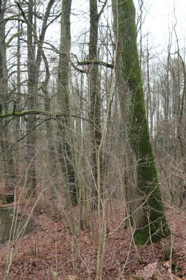 Žamberk, 5.12.2015
Zámecký park, duby na hrázi prostředního lesního rybníka.



Klíčová slova: Žamberk Zámecký park lesní rybník