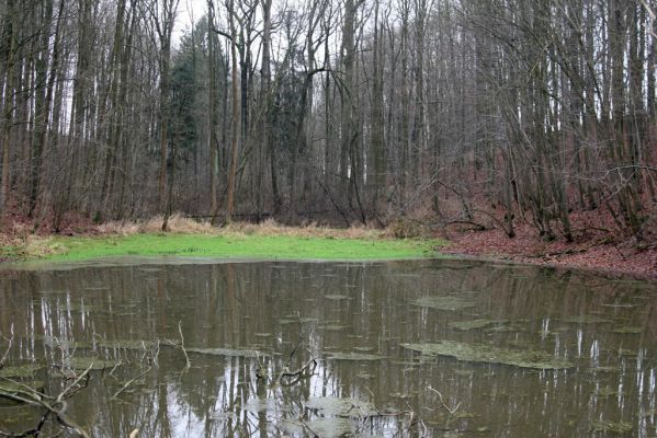 Žamberk, 5.12.2015
Zámecký park, prostřední lesní rybník.



Klíčová slova: Žamberk Zámecký park lesní rybník