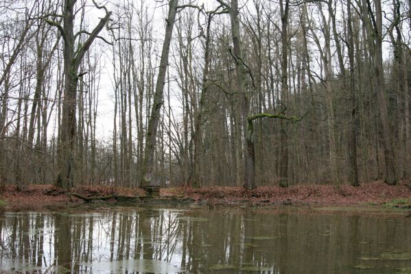 Žamberk, 5.12.2015
Zámecký park, duby na hrázi prostředního lesního rybníka.



Klíčová slova: Žamberk Zámecký park lesní rybník