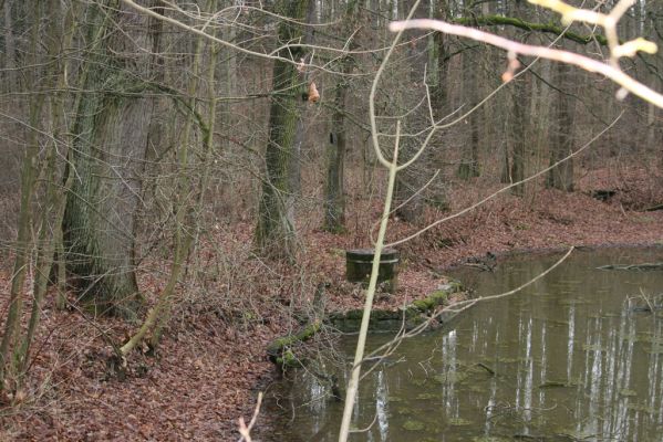 Žamberk, 5.12.2015
Zámecký park, duby na hrázi prostředního lesního rybníka.



Klíčová slova: Žamberk Zámecký park lesní rybník