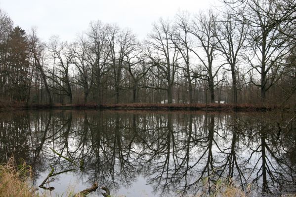 Žamberk, 5.12.2015
Zámecký park, duby na hrázi dolního lesního rybníka.


Klíčová slova: Žamberk Zámecký park hráz lesního rybníka