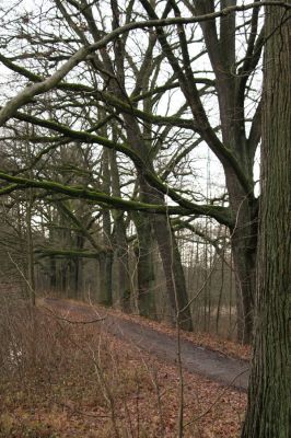 Žamberk, 5.12.2015
Zámecký park, duby na hrázi dolního lesního rybníka.


Klíčová slova: Žamberk Zámecký park hráz lesního rybníka