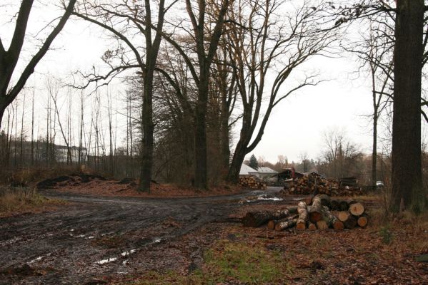 Žamberk, 5.12.2015
Duby na hrázi Zámeckého rybníka.


Klíčová slova: Žamberk Zámecký rybník