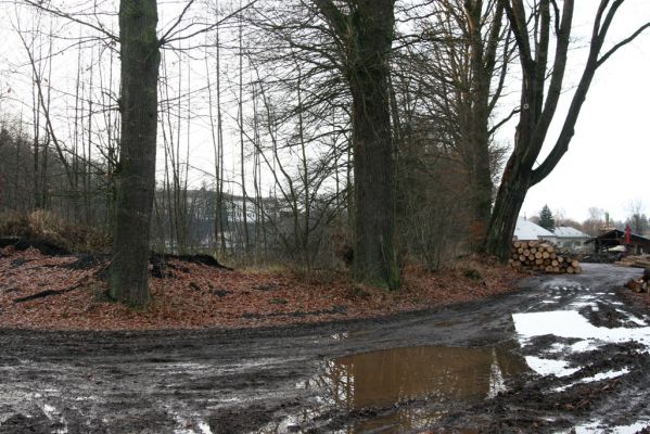 Žamberk, 5.12.2015
Duby na hrázi Zámeckého rybníka.



Klíčová slova: Žamberk Zámecký rybník