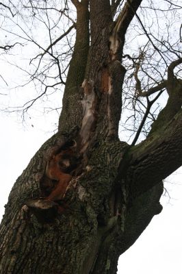 Žamberk, 5.12.2015
Dub na hrázi Zámeckého rybníka.



Klíčová slova: Žamberk Zámecký rybník
