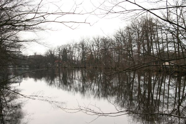 Žamberk, 5.12.2015
Zámecký rybník.



Klíčová slova: Žamberk Zámecký rybník