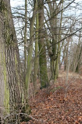 Žamberk, 5.12.2015
Duby na hrázi Zámeckého rybníka.


Klíčová slova: Žamberk Zámecký rybník