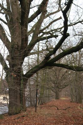 Žamberk, 5.12.2015
Duby na hrázi Zámeckého rybníka.



Klíčová slova: Žamberk Zámecký rybník